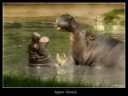 hippo family hippo family