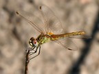 Libellula Libellula