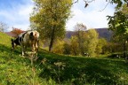 le mucche e l'autunno le mucche e l'autunno