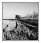 La primavera è in attesa La primavera è in attesa