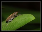 Balanino Balanino
