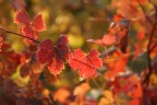 AUTUNNO AUTUNNO