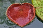 THE HEART - MAURITIUS THE HEART - MAURITIUS