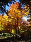 Colori d'Autunno in Sila Colori d'Autunno in Sila
