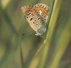 A testa in giù A testa in giù