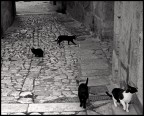 Gatti di strada Gatti di strada