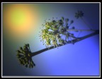 Bagliori-e-colori