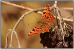 Polygonia Polygonia