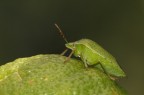 Nezara viridula Nezara viridula