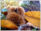 Il richiamo dell'Autunno 3