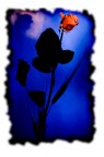 Rosa_04 Rosa_04