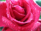 FOTO MACRO FOTO MACRO