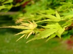 leaf leaf