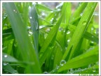 Drops on the Grass Drops on the Grass