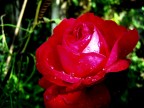 Rosa rossa