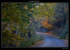 La strada nel bosco La strada nel bosco