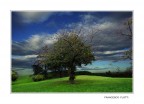 L'albero L'albero
