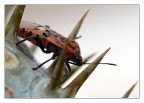 Cimice rossonera Cimice rossonera