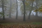 nebbia autunnale nebbia autunnale