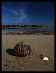 ... una bella mattina di novembre sulla spiaggia di Montesilvano...