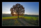 lumi dalla natura