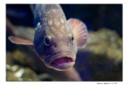 Foto scattata all'acquario di Genova insieme a tante altre.