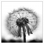 ::: ANCORA INTATTO ::: ::: ANCORA INTATTO :::