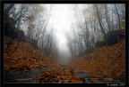 straight in the fog straight in the fog