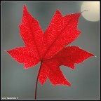 Autunno 2007 Autunno 2007