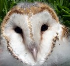 Appena caduto dal suo nido. Appena caduto dal suo nido.