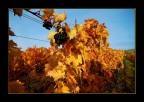 Ultimo grappolo d'autunno
