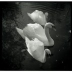 Ferrania Eura 6x6 Ferrania Eura 6x6