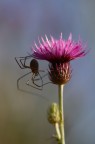 ragno e fiore