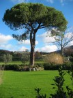 Grande quercia Grande quercia