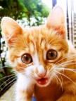 Miau Miau