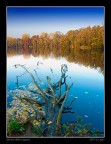 Mostro della laguna Mostro della laguna