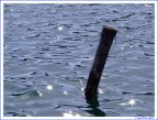 Luci sul mare