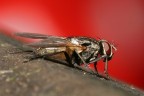 Mosca con sfondo rosso Mosca con sfondo rosso