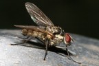 Mosca (4) Mosca (4)