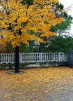 Pennello d'Autunno Pennello d'Autunno