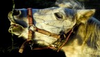 Campa cavallo... Campa cavallo...