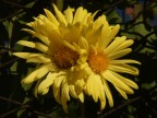 Fiori vicini Fiori vicini