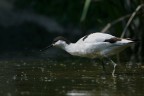 Avocetta ... Avocetta ...