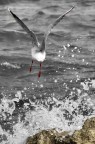 Like a bird Like a bird