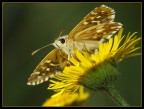Farfalla Farfalla