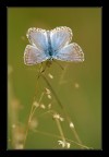 farfallina #2 farfallina #2