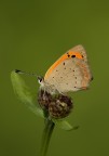 Lycaena phaeas Lycaena phaeas