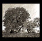 Il castagno Il castagno