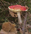 Ultimissime dall'autunno... Ultimissime dall'autunno...