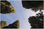 I MIEI CIPRESSI